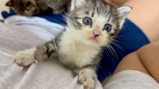 【初対面】保健所から引き出した子猫の赤ちゃん