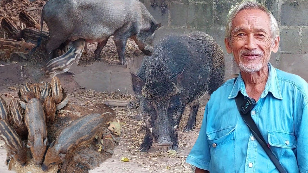 เลี้ยงหมูป่าไม่พอขายหมูป่าเลือดผสมหมูป่าเลือด100%!!ตลาดราคาดีมีเท่าไหร่ก็ไม่พอขาย