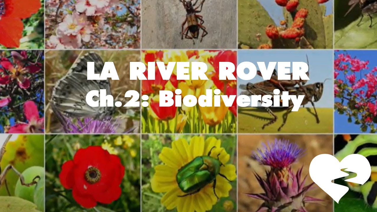LA River Rover - Chapter 2: Biodiversity - YouTube