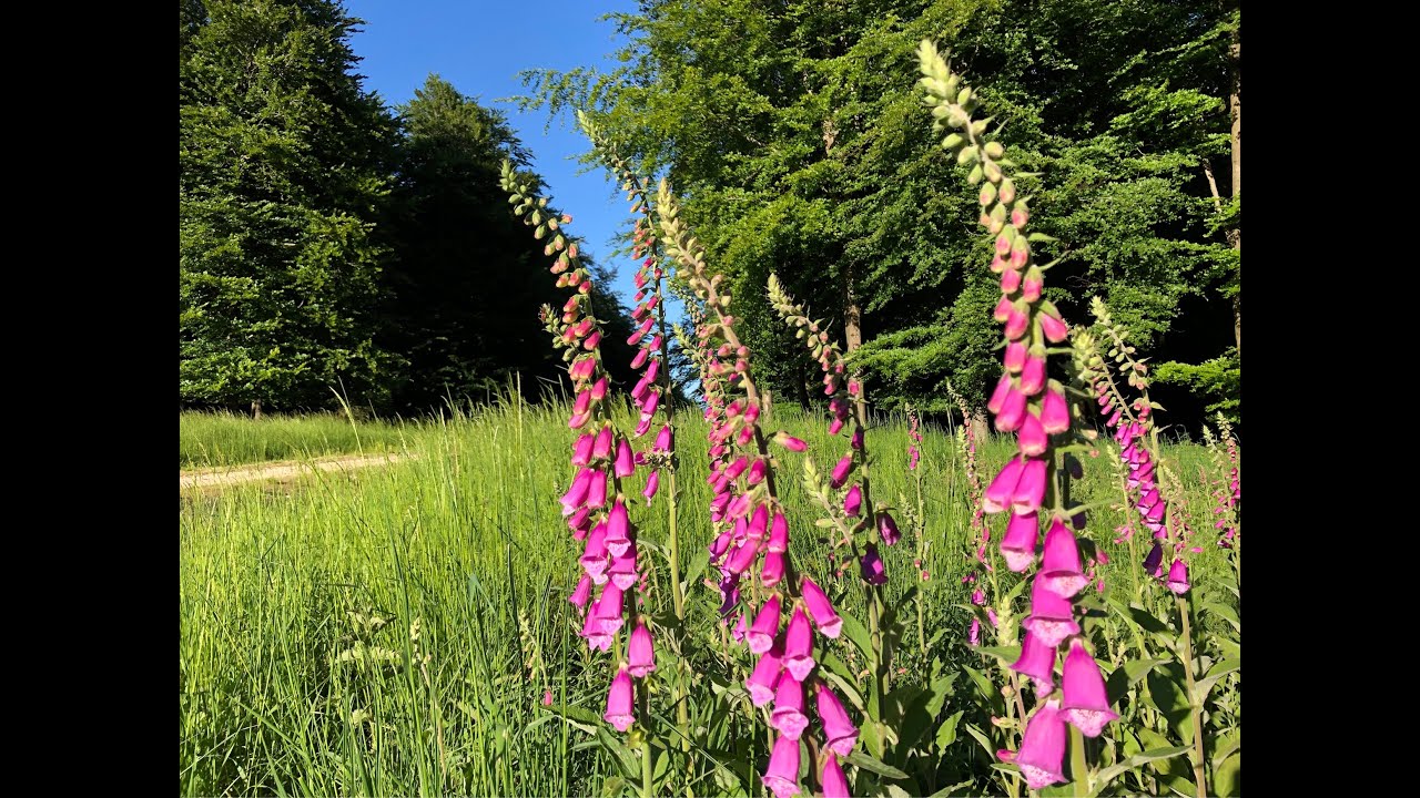 Goodwood and the West Sussex Literary Trail  (Outstanding Circular Walks #3)