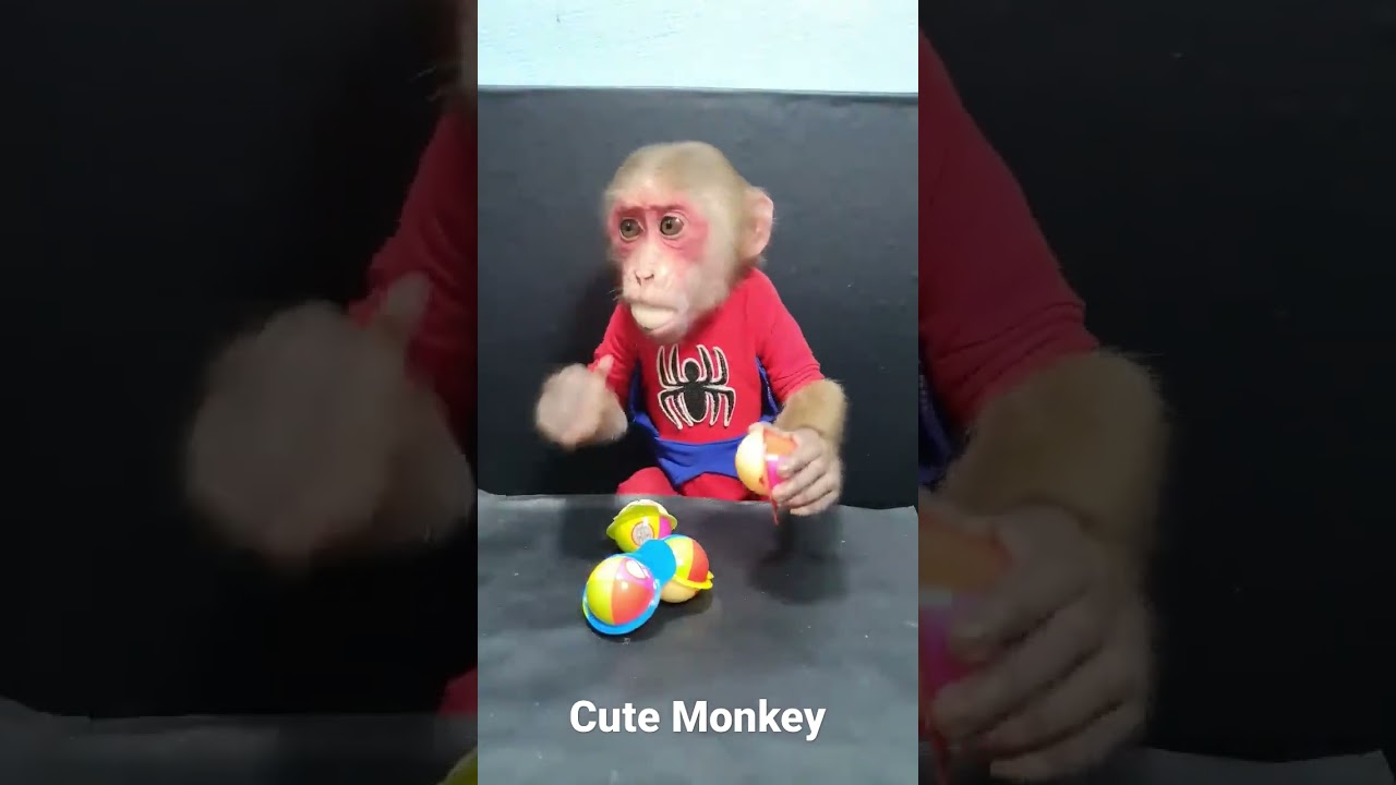 Cute Monkey #monkey #cute