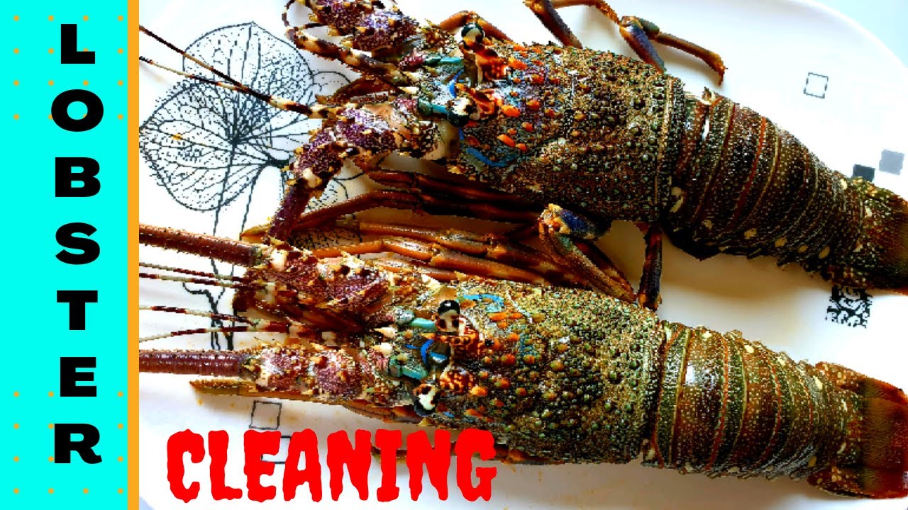 Lobster Cleaningലോബ്സ്റ്റർ ക്ലീനിങ്Lobster Cleaning in malayalamHow to clean Lobster in