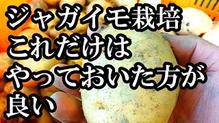 ジャガイモ栽培　これだけはやっておいた方が良い　やるべきこと　やらなくても良いこと