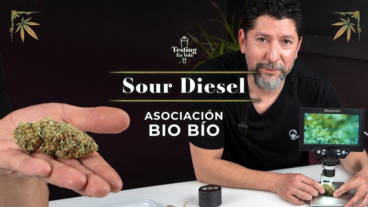PROBANDO LA VARIEDAD SOUR DIESEL DE ASOCIACIÓN BIOBIO // TESTING EN VOLÁ