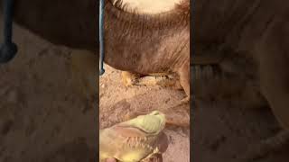 Information MONKEE Did This To A CAMEL 😳 🙊 🐪 News