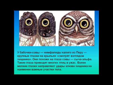 Адаптация организмов   к условиям обитания как результат действия естественного отбора