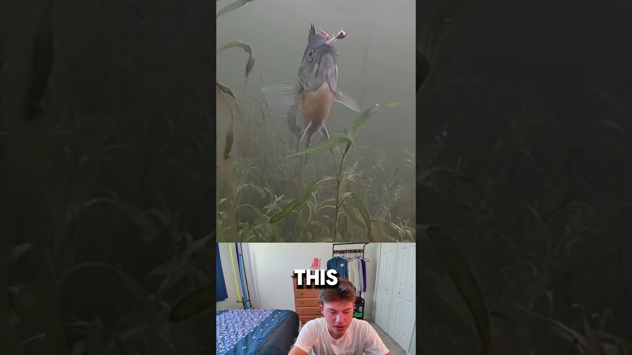 Как ведут себя солнечная рыба, когда пытаются съесть вашу наживку! 