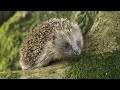 These Adorable Rescued Hedgehogs Explore the Garden After their Release | Wildlife Rehabilitation