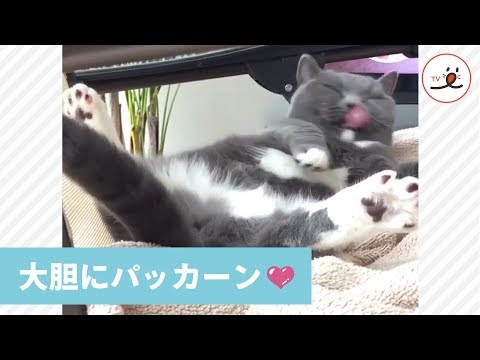 マンチカンのお腹の毛づくろいは脚パッカーン💕🐱【PECO TV】