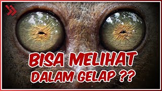 CAPABLE OF PENETRATING THE DARKNESS, 5 ANIMALS WITH THE BEST NIGHT VISION!