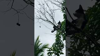 Cat Climbing High! 😺 Brave Kitty Adventure in the Trees#shorts
