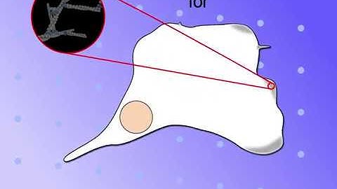 Force Generation through Polymerization