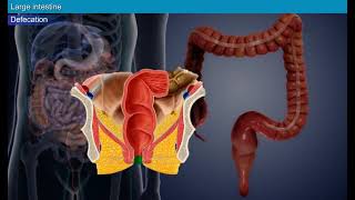 Digestive system