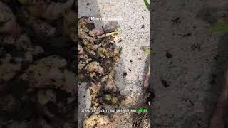 HOW I PREP MY GINGER AFTER HARVESTING #gardeningtip #diygardening #organicgardening #ginger