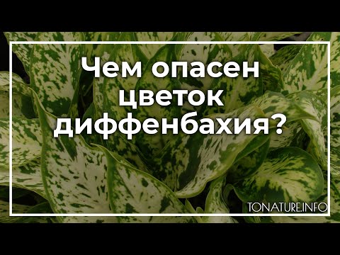 Чем опасен цветок диффенбахия? | toNature.Info
