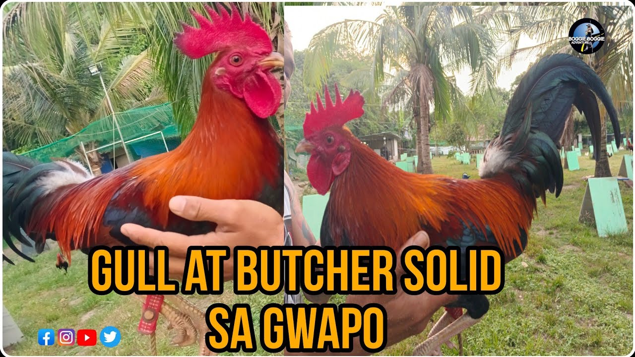 GULL AT BUTCHER MT.BANAHAW BLOODLINE