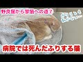 連日吐くので病院へ！病院では死んだふり？ピクリとも動かない保護した野良猫【野良猫から家猫への道】