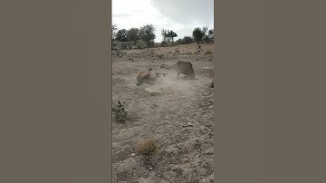 camel unloading 2024 | #shorts #camel2024 #akfunn #animals #camellife #animals #whitecamel