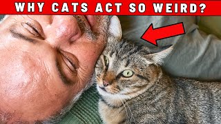 Why Do Cats Act So Weird and What Does It Have to Do with You