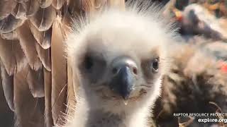 Decorah Eagles North DN12 up close 04 11 2020