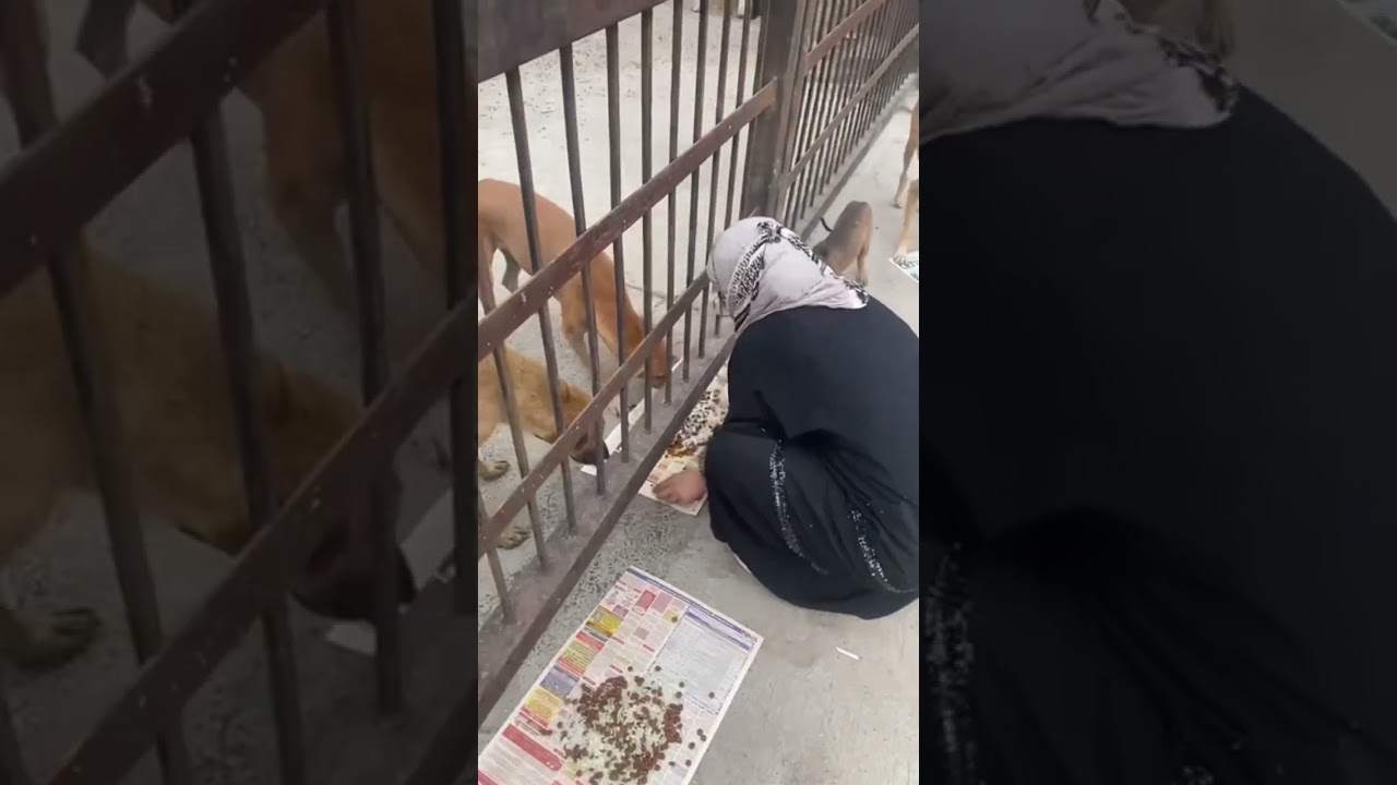 #straydogslife #lifeisbutadream #strayanimals #straydogs #nothingimposibleinthisworld