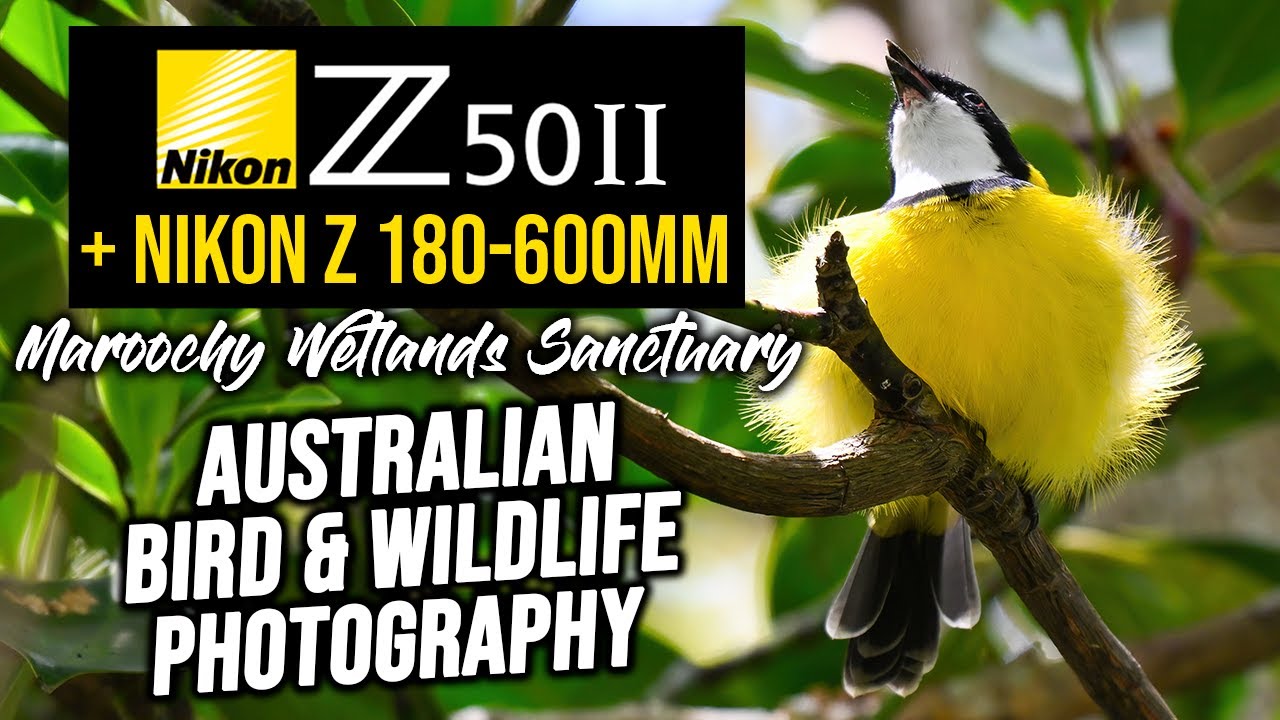 Nikon Z50II Australian Bird & Wildlife Photography | Maroochy Wetlands