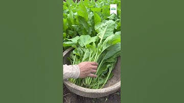 Giống cải bó xôi chịu nhiệt trồng cho xứ nóng