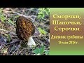 Сморчки, Шапочки, Строчки. Дневник грибника 15 мая 2018 года.