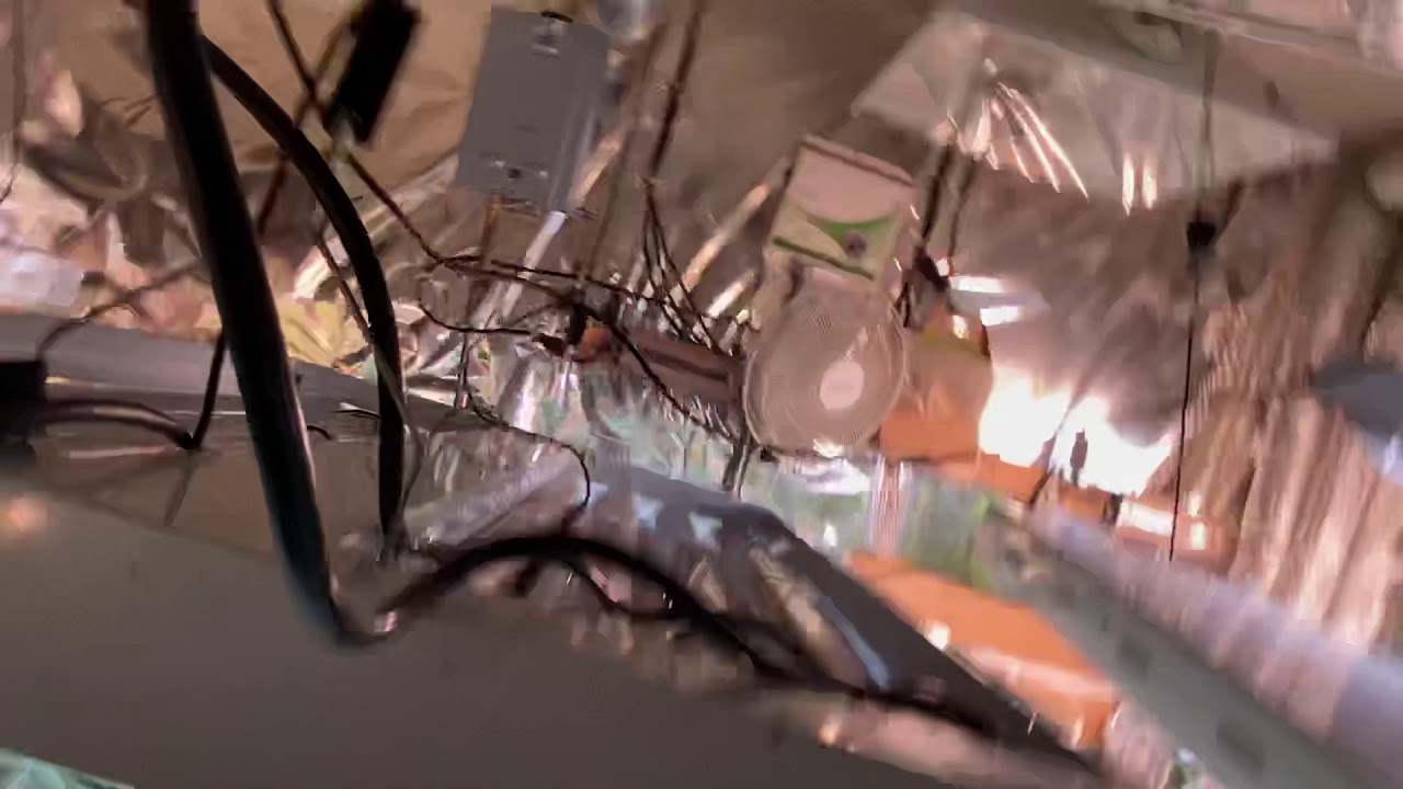 Fluorescent Marijuana Grow week 5 flowering