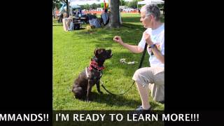 NJ, ADOPT BENTLEY