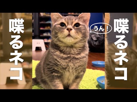 ジャンク バーチャルペット まとめ あるくんです ネコ生んじゃっ