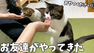 初めて会うお客さんを全力で歓迎する親子猫