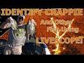 HOW TO IDENTIFY CRAPPIE USING LIVESCOPE, EP 23