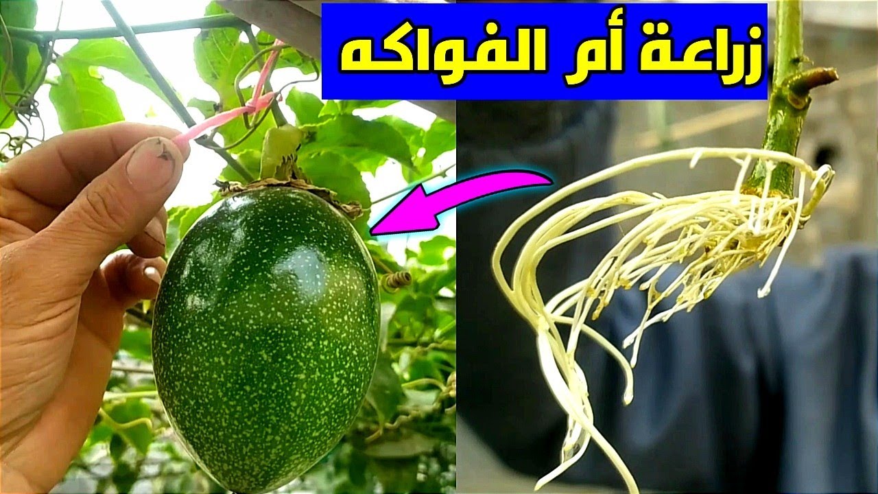 زراعة ام الفواكه : خطوات إكثار المس فلورا وحل مشاكل تساقط ازهار الباشن فروت