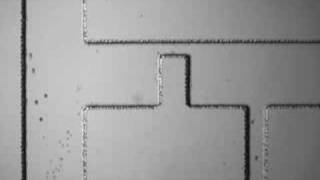 Dc-Dielectrophoretic Separation Of Particles
