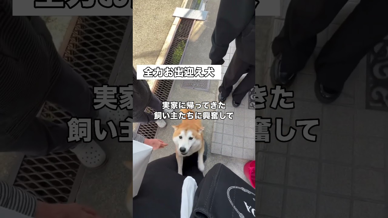 いつも全力でお出迎えしてくれる柴犬の運動量が半端ない #柴犬 #豆柴 #柴犬のいる暮らし #shorts