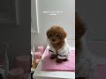 bedtime routine with my new pup 🐶 #puppy #puppy life#poodle  #asmr