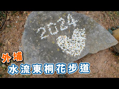 外埔 水流東桐花步道 超近距離看高鐵順賞流水桐花 超級簡單平面步道 臺灣衝景隊084