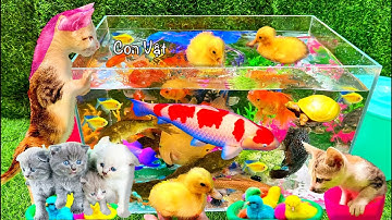 Bắt Các Con Vật Siêu Dễ Thương, Vịt Con Cá Cảnh, Mèo Dễ Thương, Rùa Thỏ, Cá Vàng Bơi, Ếch Con, Koi