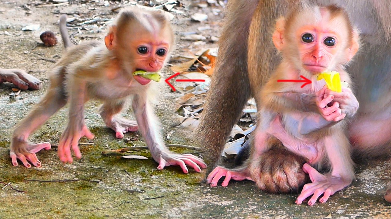 Looks very hungry! Baby Rosco picks up leftover food from his mother to eat.