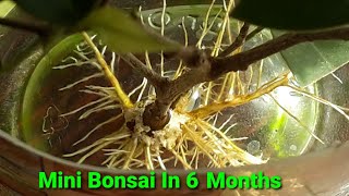 Ficus Mini Bonsai In Just 6 Months