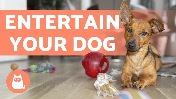 How to ENTERTAIN a DOG ALONE at HOME 🐶🏠 (7 Ways) 