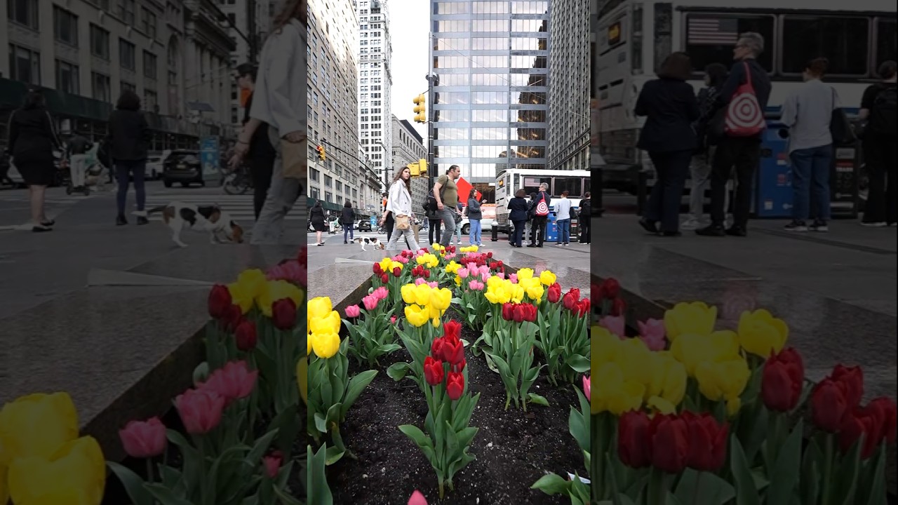 It's tulip season in NYC 