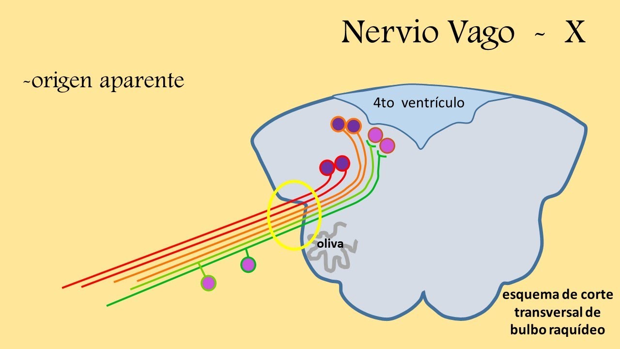 nervios craneales - nervio vago - YouTube