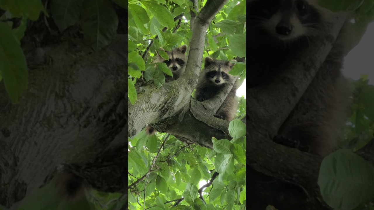 Cute animals in the wild saving cute wildlife #funny #wildlife #savingbabyanimals