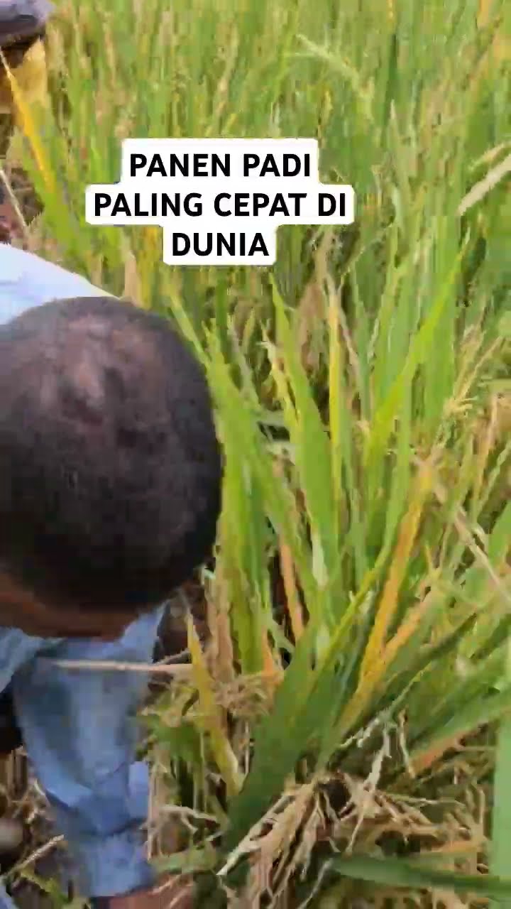 Musim Panen Telah Tiba