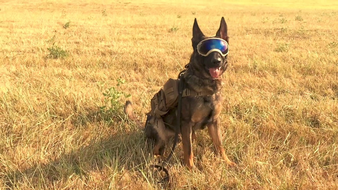 rex specs german shepherd