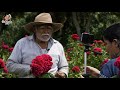 FLOR DE CEMPASÚCHIL Y CRESTA DE GALLO /FLOR DE MUERTO EN OAXACA