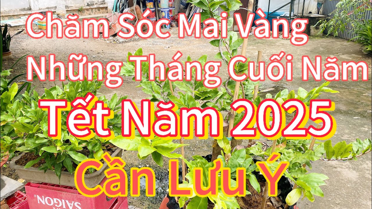 Chăm sóc Mai Vàng Những Tháng Cuối Năm