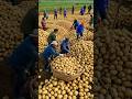 What a Great Farming of potatoes In china.#agriculture #farming #farm #farmer
